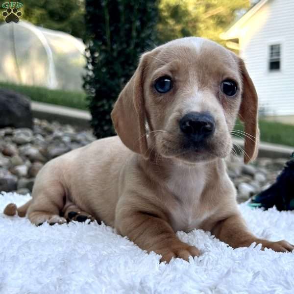 Grant, Dachshund Puppy