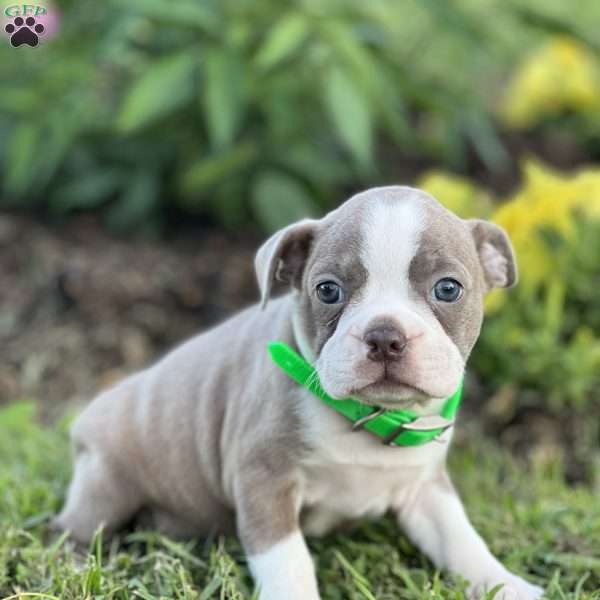 Susie, Boston Terrier Puppy