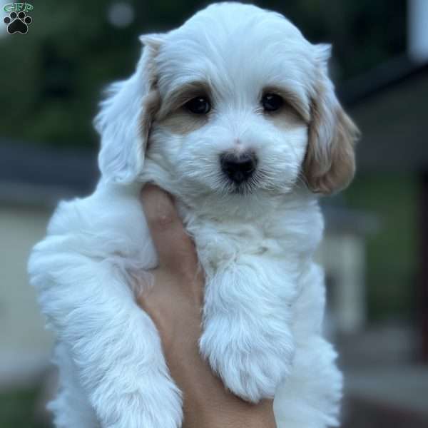 TIM, Mini Bernedoodle Puppy