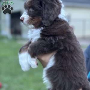 LOU, Mini Bernedoodle Puppy