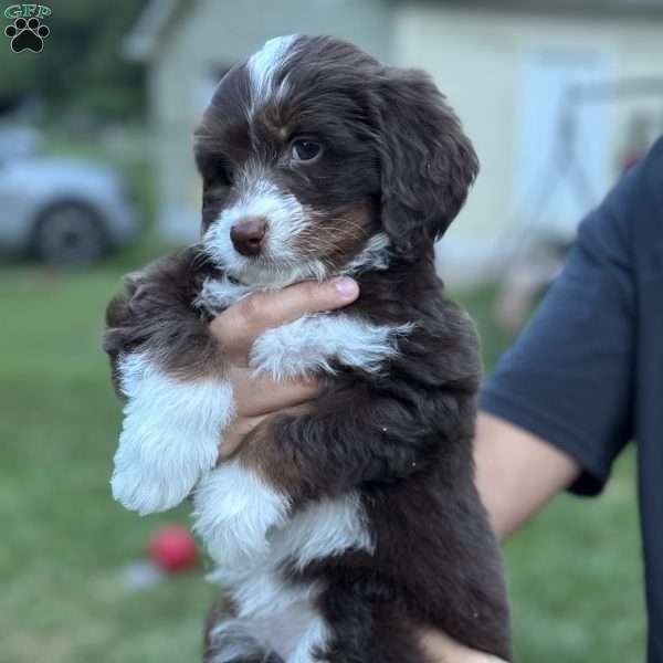 LOU, Mini Bernedoodle Puppy