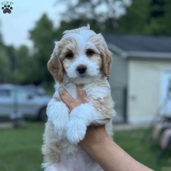 JADE, Mini Bernedoodle Puppy