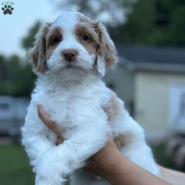 JACK, Mini Bernedoodle Puppy