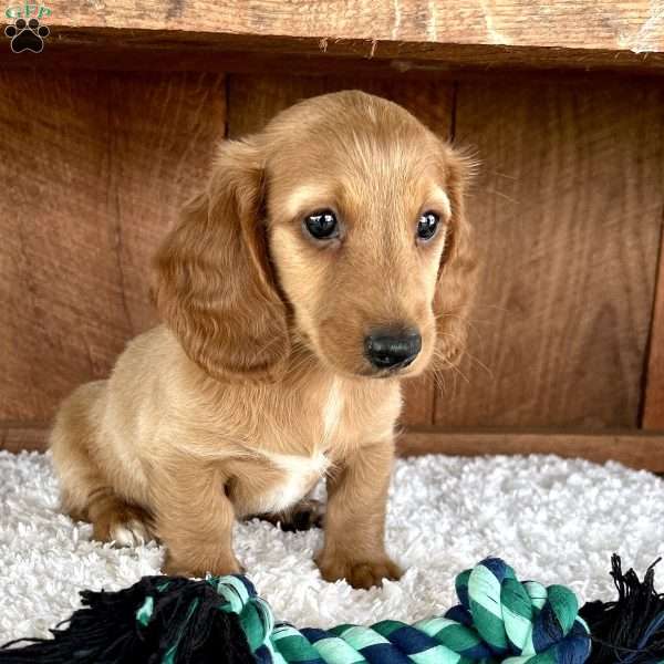 Lyle, Dachshund Puppy