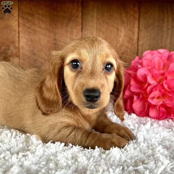 Lindsey, Dachshund Puppy