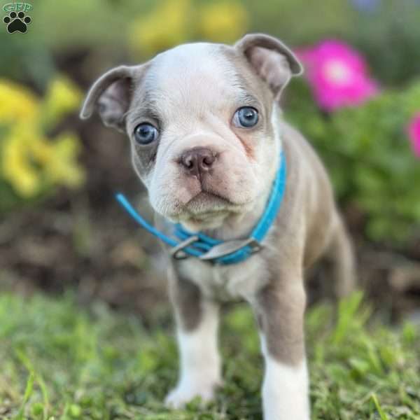 Samuel, Boston Terrier Puppy