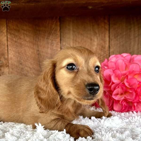 Lucy, Dachshund Puppy