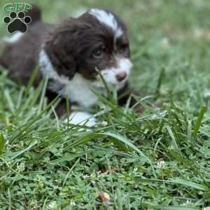 LOU, Mini Bernedoodle Puppy