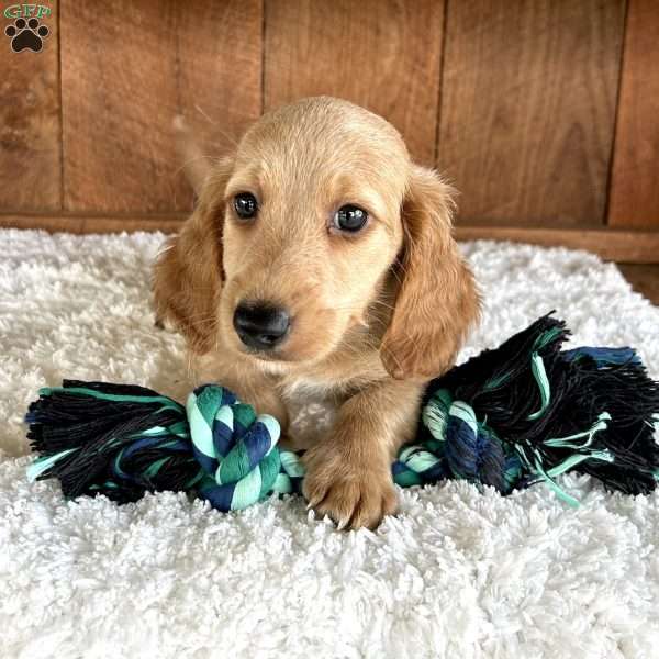 Logan, Dachshund Puppy