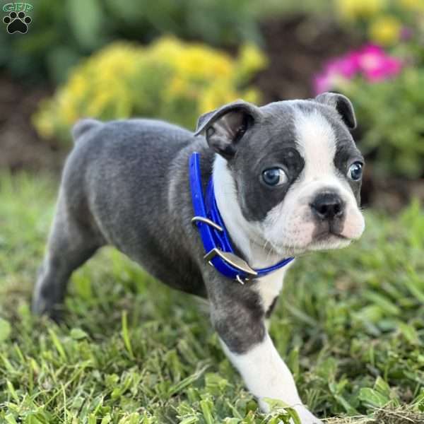 Steven, Boston Terrier Puppy