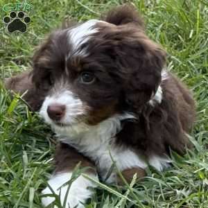 LOU, Mini Bernedoodle Puppy