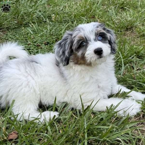 TY, Mini Bernedoodle Puppy