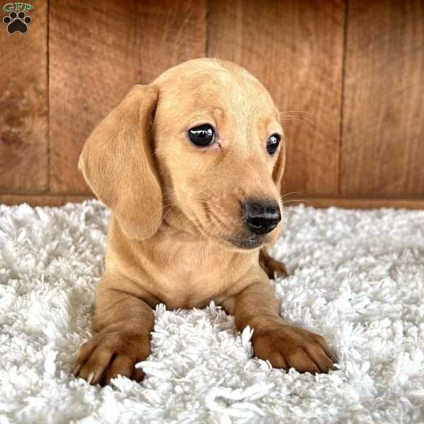 Lonnie, Dachshund Puppy