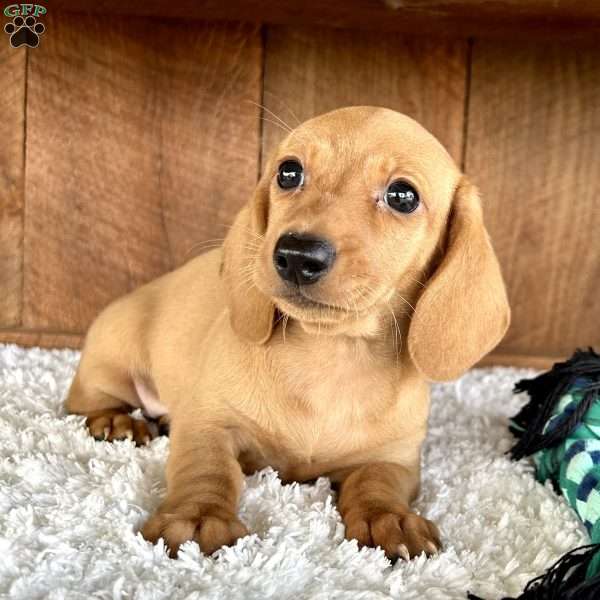 Loren, Dachshund Puppy