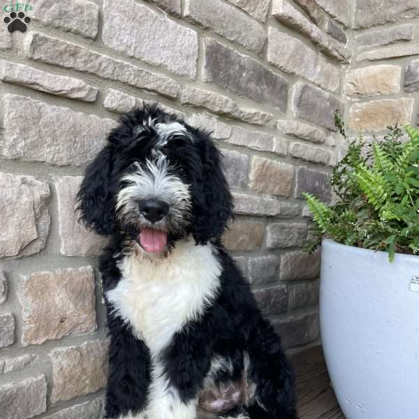 Harvey, Bernedoodle Puppy