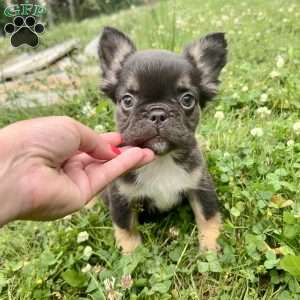 Reese, French Bulldog Puppy