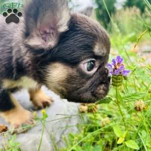 Reese, French Bulldog Puppy