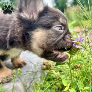 Reese, French Bulldog Puppy