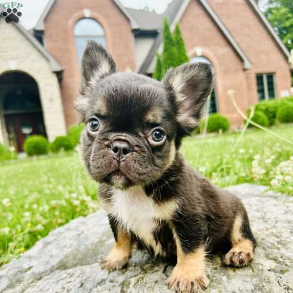 Reese, French Bulldog Puppy