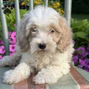 Morty, Cockapoo Puppy