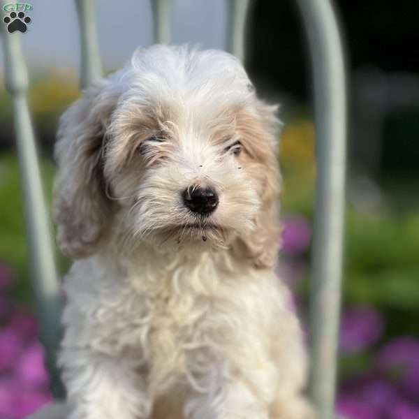 Morty, Cockapoo Puppy