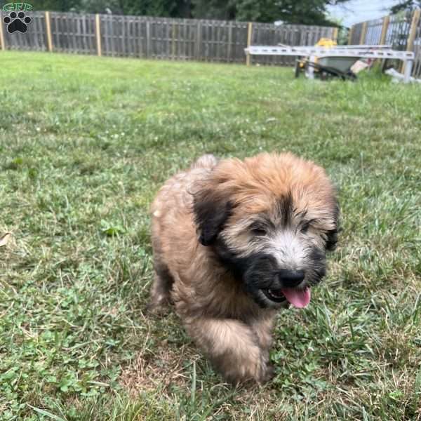 Sofia, Soft Coated Wheaten Terrier Puppy