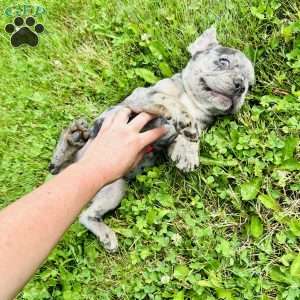 Smoke, French Bulldog Puppy