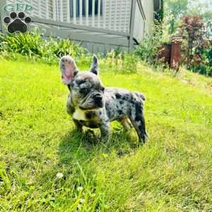 Smoke, French Bulldog Puppy