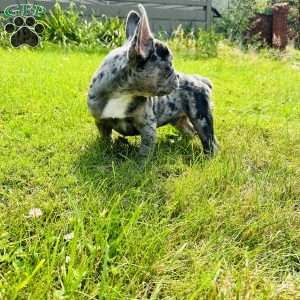 Smoke, French Bulldog Puppy