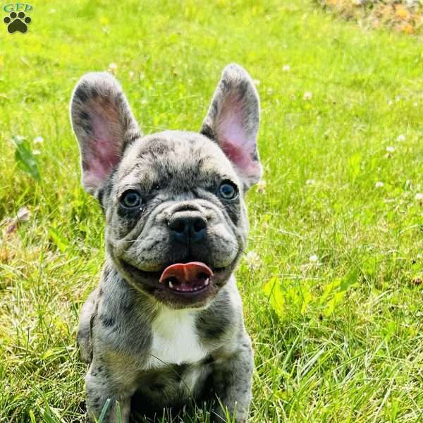 Smoke, French Bulldog Puppy