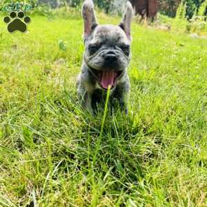 Smoke, French Bulldog Puppy