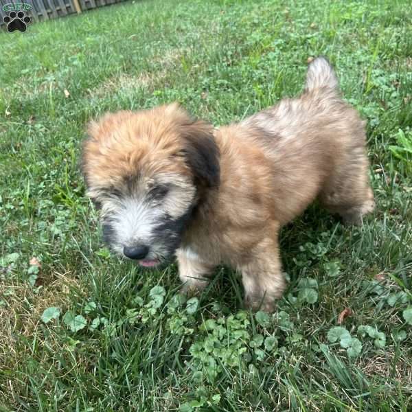 Jingles, Soft Coated Wheaten Terrier Puppy