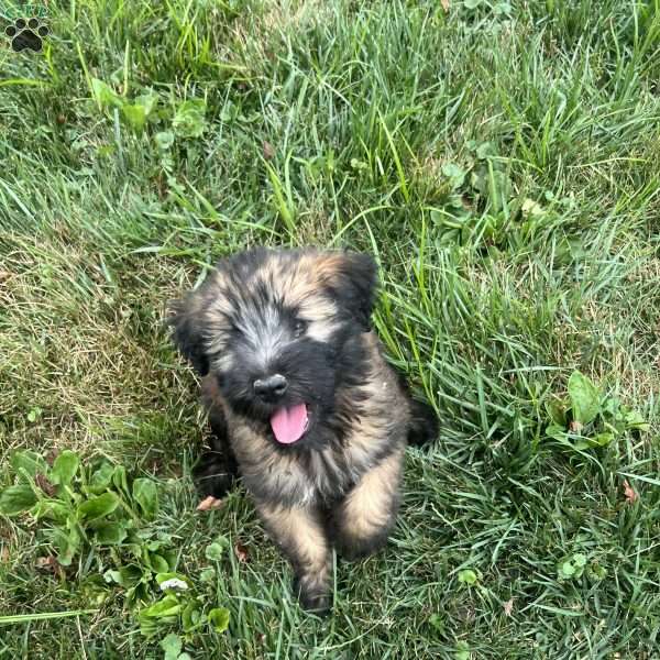 Holly, Soft Coated Wheaten Terrier Puppy