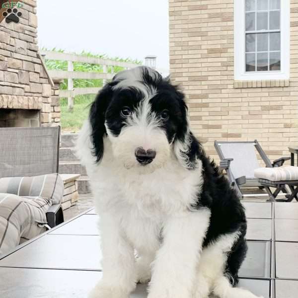 Diego, Sheepadoodle Puppy