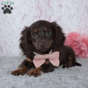 Unity, Dachshund Puppy