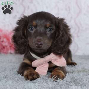 Unity, Dachshund Puppy