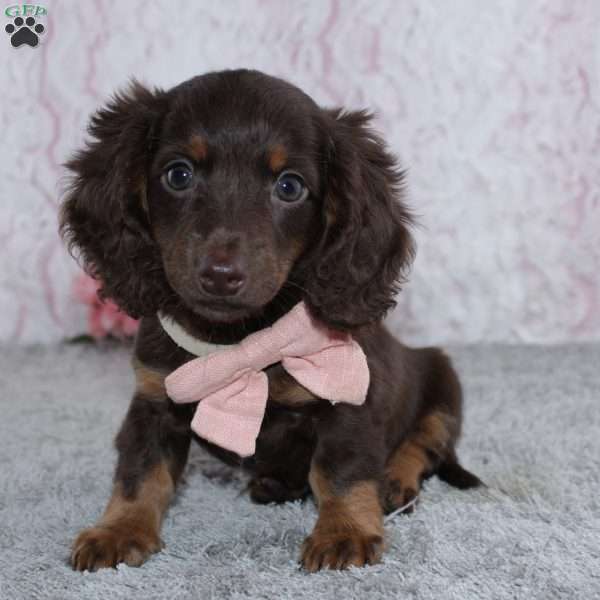 Unity, Dachshund Puppy