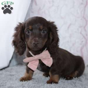 Unity, Dachshund Puppy