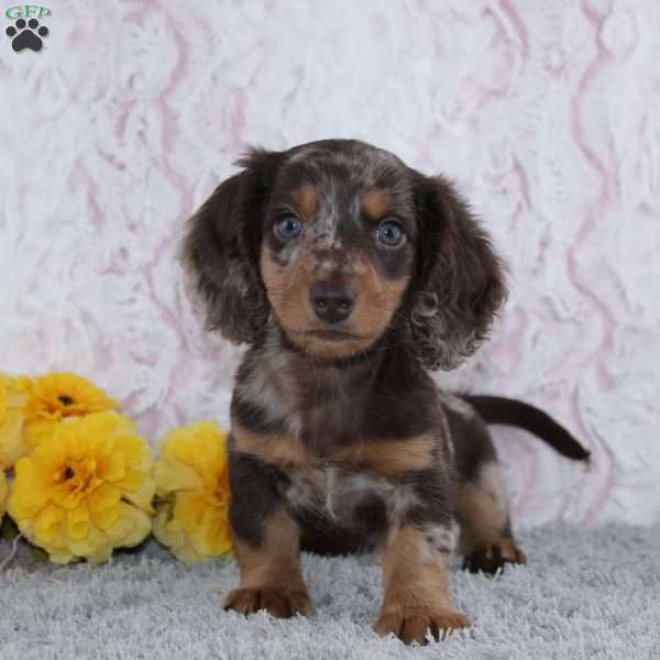 Udell, Dachshund Puppy