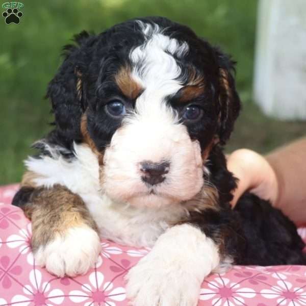 Buddy, Bernedoodle Puppy