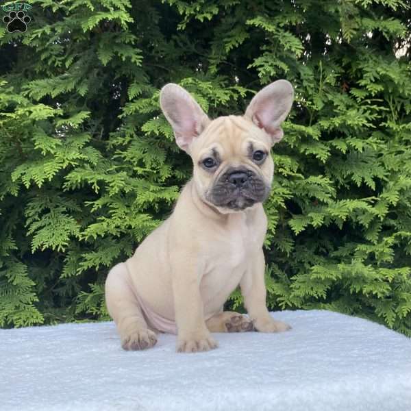 Winston, French Bulldog Puppy