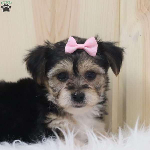 Janey, Yorkie-Chon Puppy