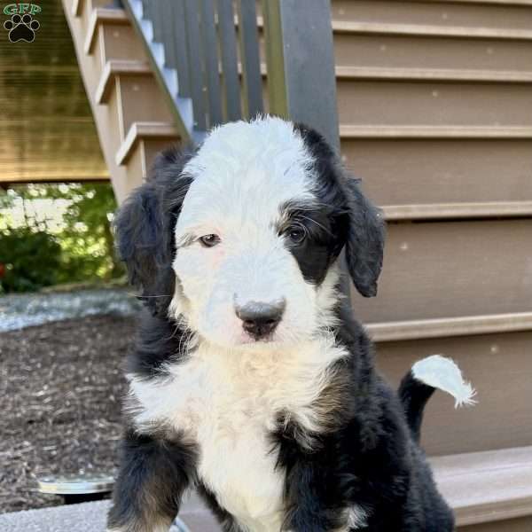 Patch, Mini Bernedoodle Puppy