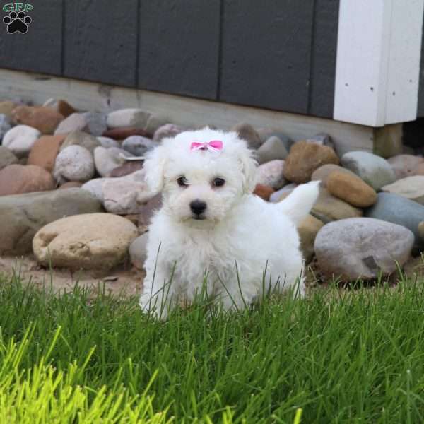 Kate, Bichon Frise Puppy