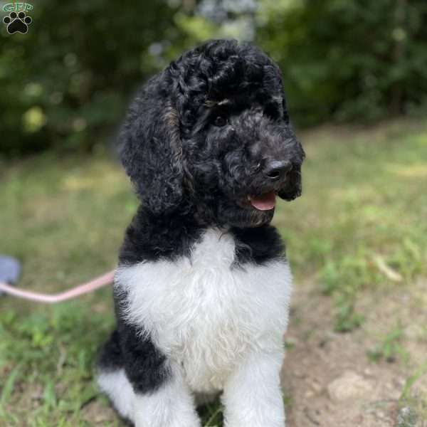 Lily, Standard Poodle Puppy