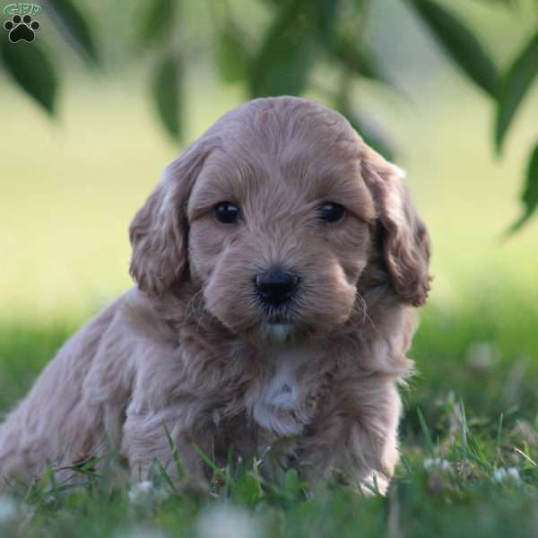 Lance, Maltipoo Puppy