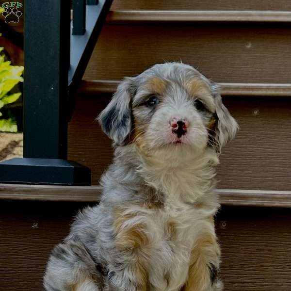 Cassidy, Mini Bernedoodle Puppy