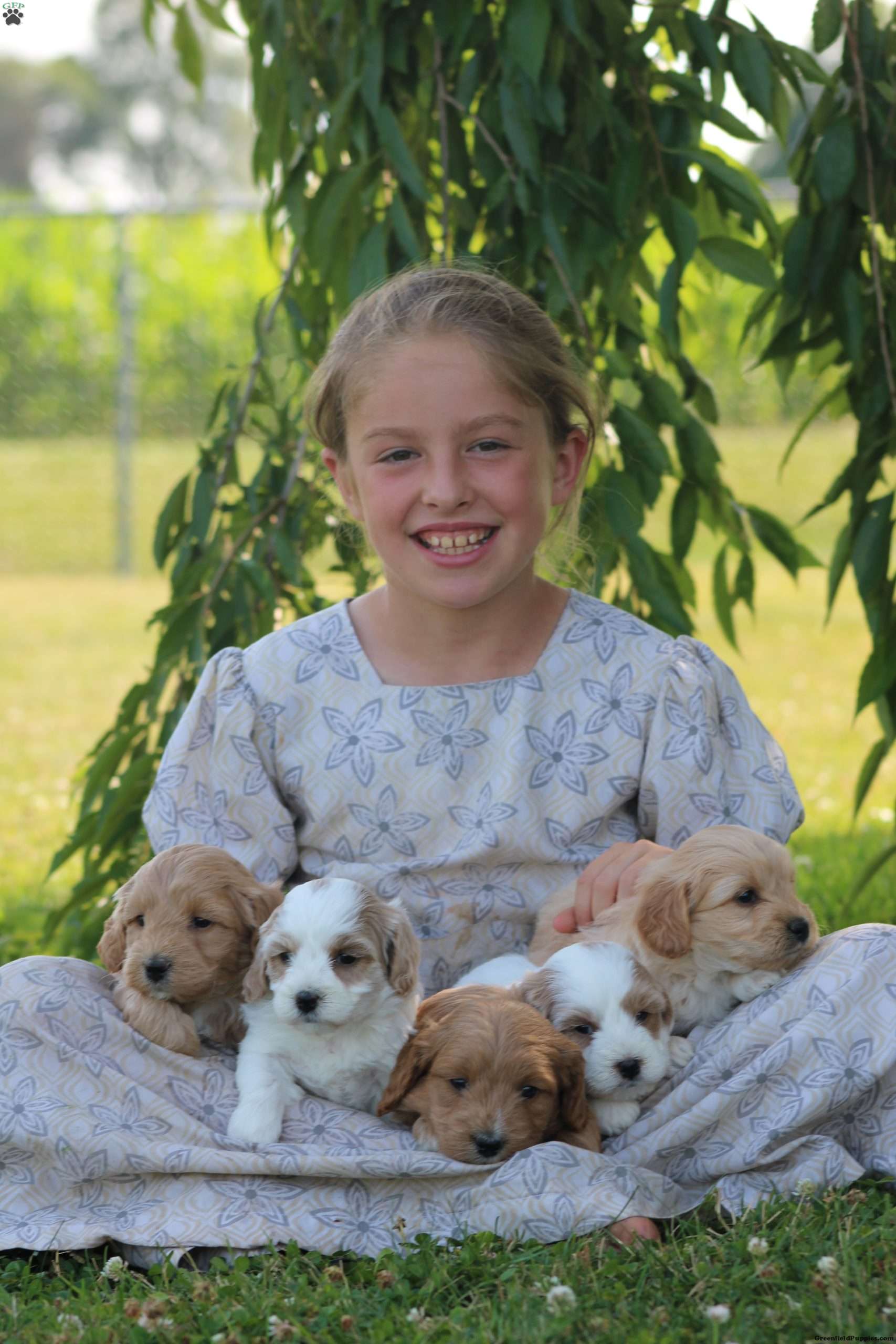 Lilac Maltipoo Puppy For Sale in Pennsylvania