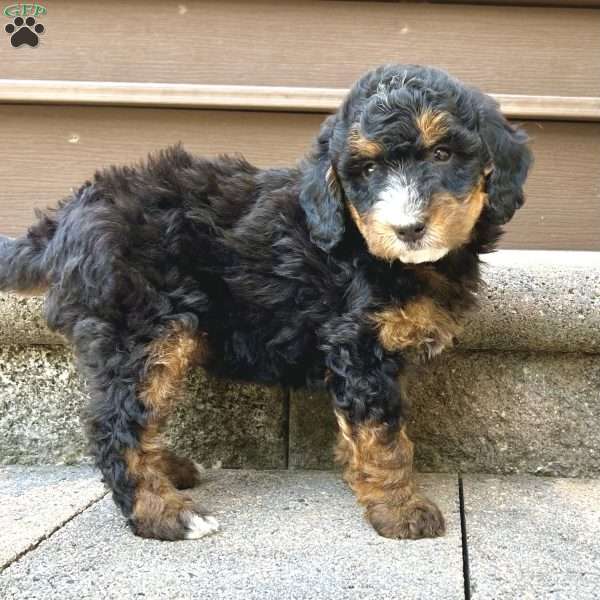 Cooper, Mini Bernedoodle Puppy