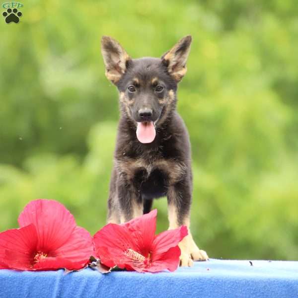 Destiny, German Shepherd Puppy